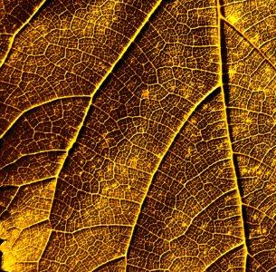 Leaf, Plant, Deciduous, Pattern