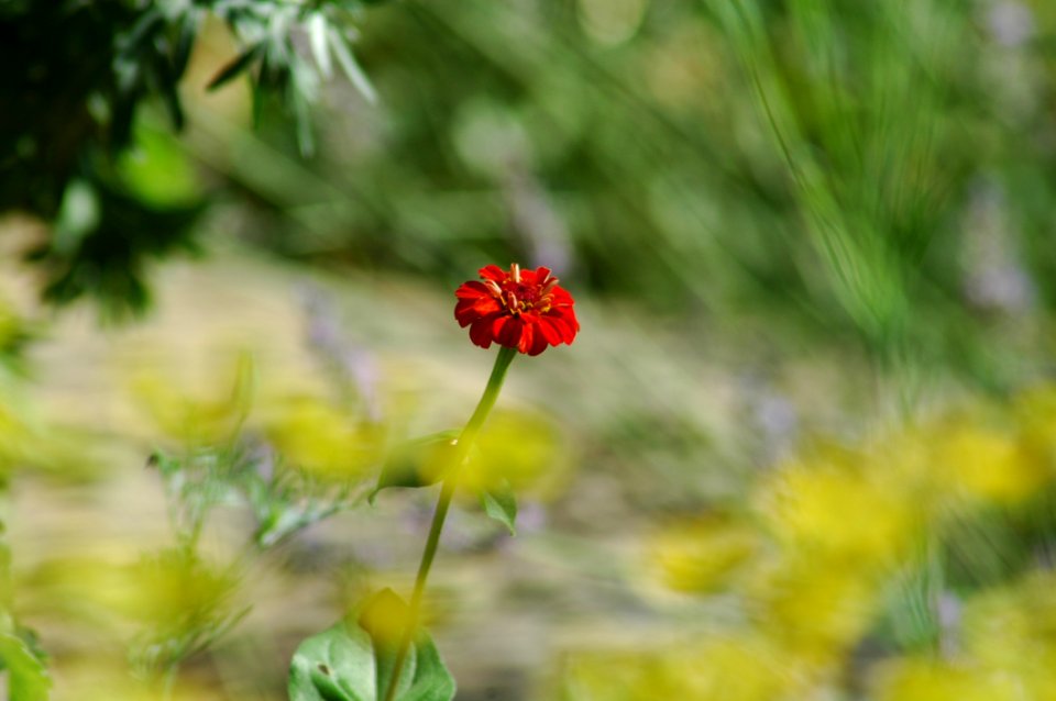 Flower, Flora, Vegetation, Wildflower