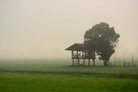 Fog, Mist, Field, Grassland photo