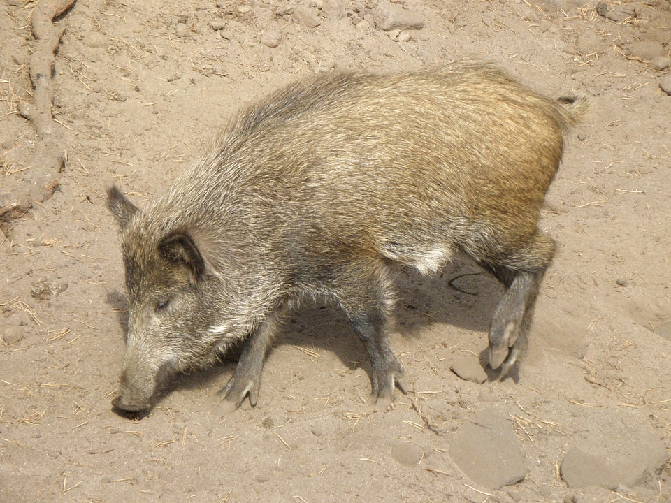 Wild boar the boar sow