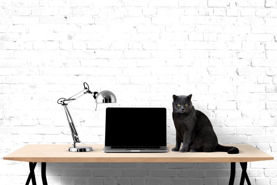 Cat, Black And White, Small To Medium Sized Cats, Furniture
