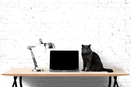 Cat, Black And White, Small To Medium Sized Cats, Furniture