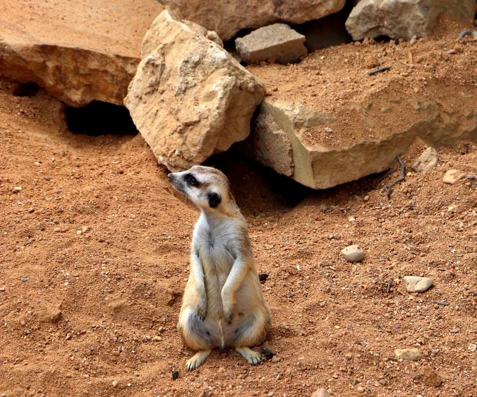 Meerkat, Fauna, Mammal, Terrestrial Animal