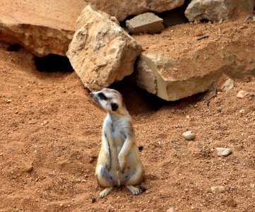 Meerkat, Fauna, Mammal, Terrestrial Animal photo