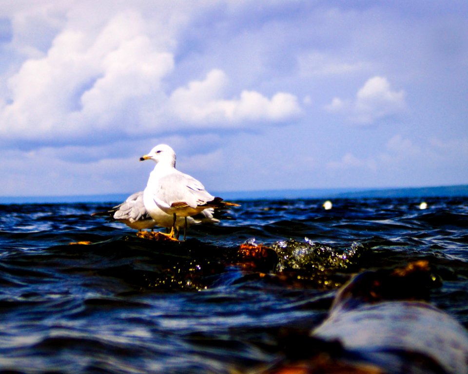 Bird, Seabird, Sea, Water
