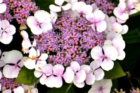 Flower, Plant, Flowering Plant, Hydrangea photo
