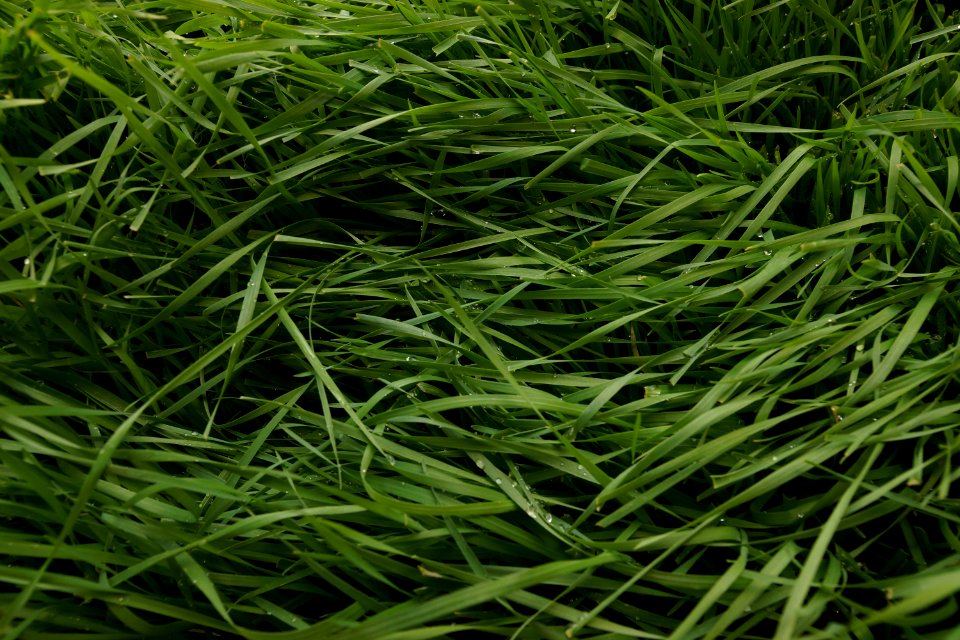 Grass, Grass Family, Plant, Sweet Grass