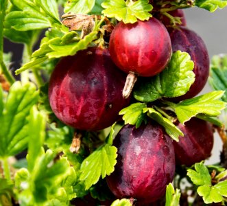 Natural Foods, Gooseberry, Fruit, Local Food
