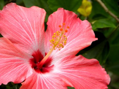 Flower, Pink, Hibiscus, Plant photo