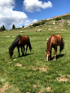 Horse, Grassland, Pasture, Grazing photo