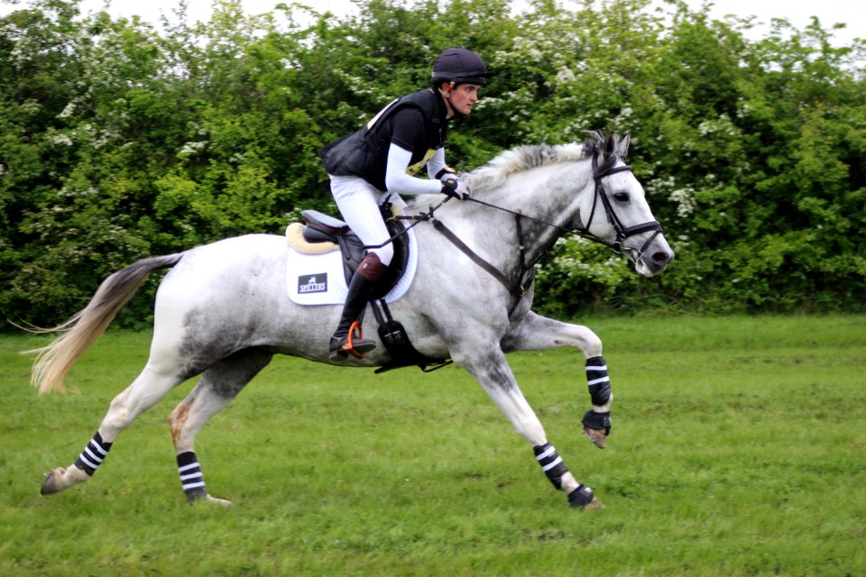 Horse, English Riding, Eventing, Equestrianism