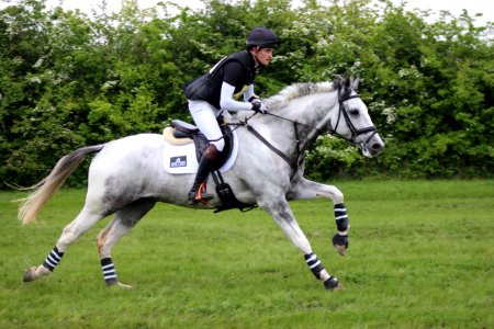 Horse, English Riding, Eventing, Equestrianism photo