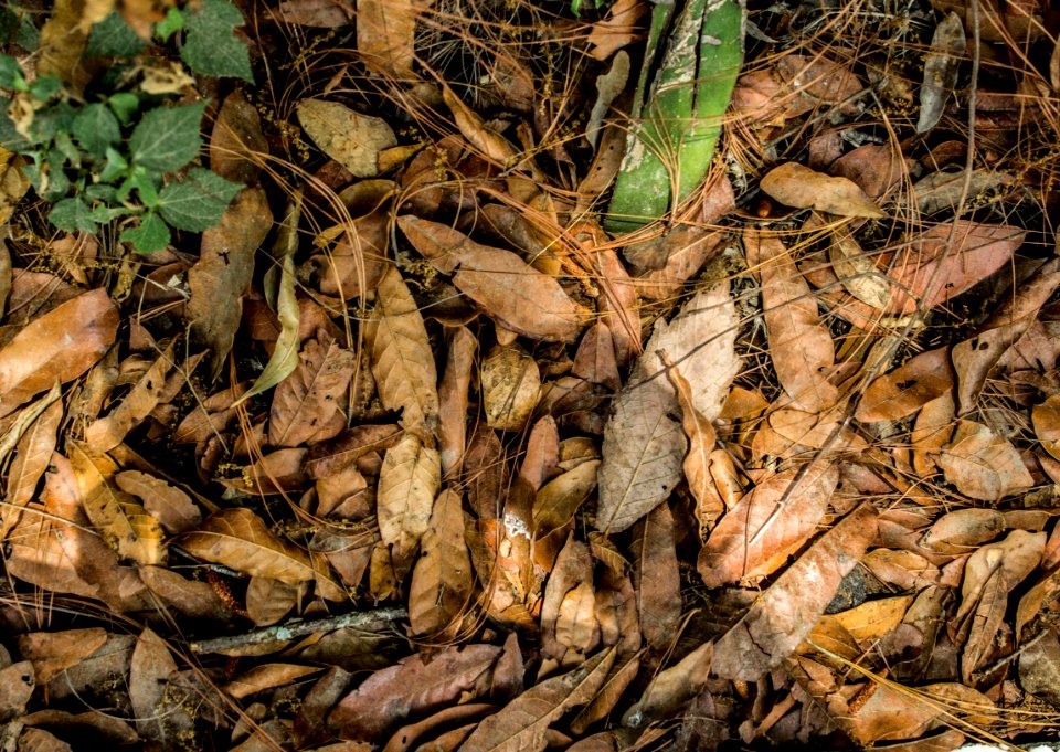 Leaf, Soil, Deciduous, Plant