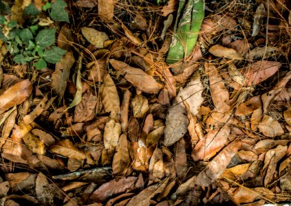 Leaf, Soil, Deciduous, Plant