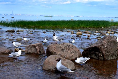 Bird, Seabird, Water, Fauna photo