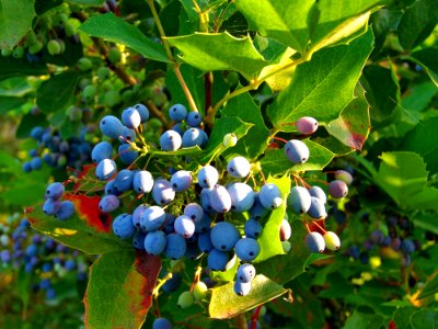 Plant, Bilberry, Blueberry, Huckleberry