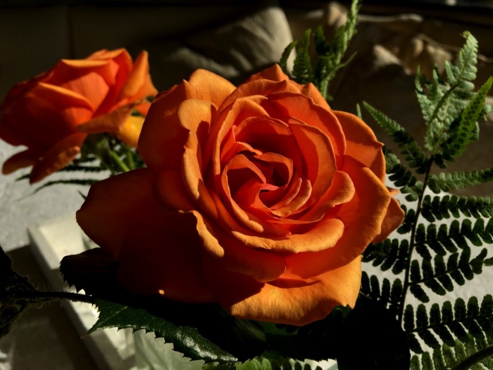 Rose, Flower, Rose Family, Garden Roses