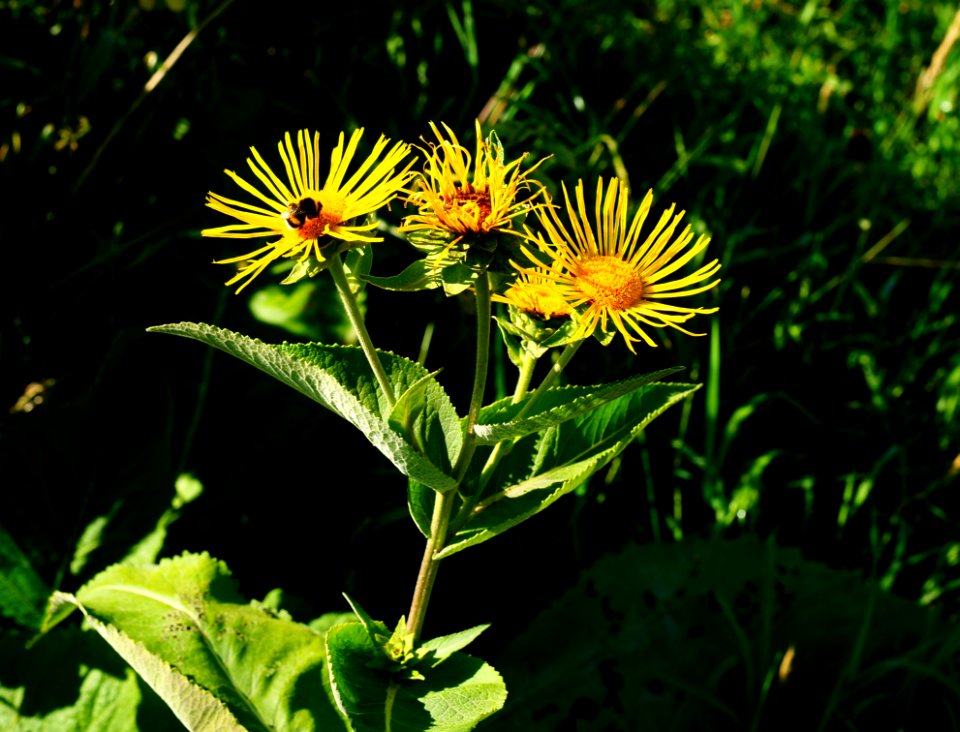 Flower, Plant, Daisy Family, Golden Samphire