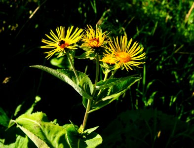 Flower, Plant, Daisy Family, Golden Samphire