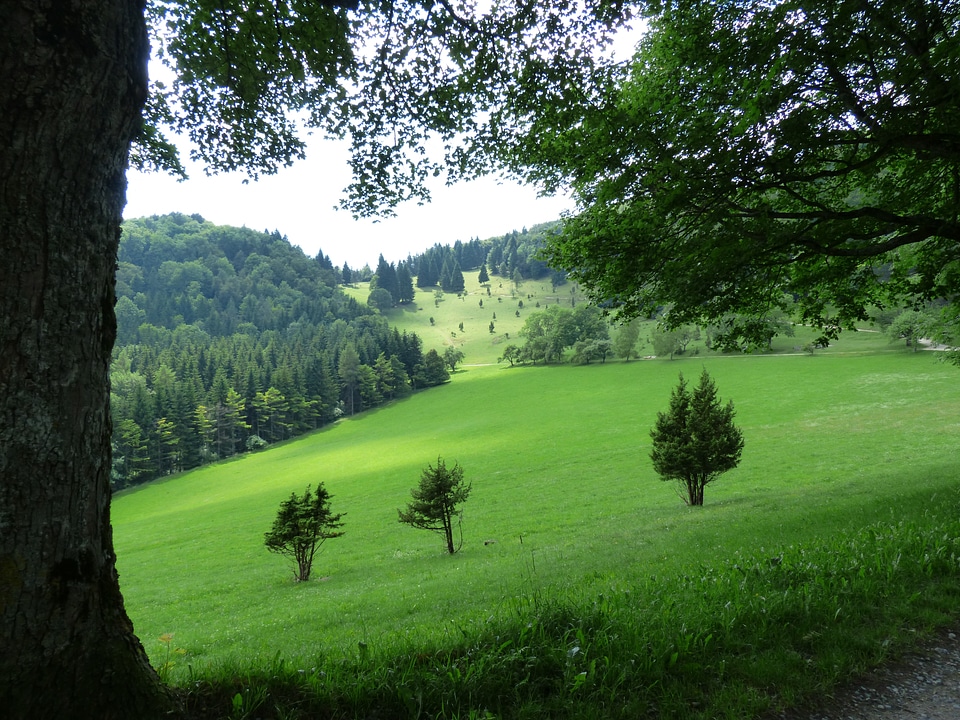 Reported forests sky