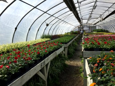 Greenhouse, Plant, Flower, Outdoor Structure