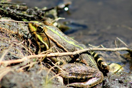 Amphibian, Ranidae, Frog, Toad photo