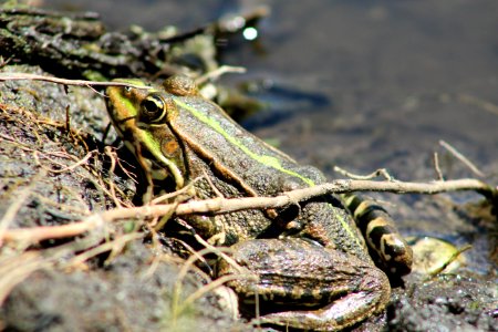 Amphibian, Ranidae, Frog, Toad