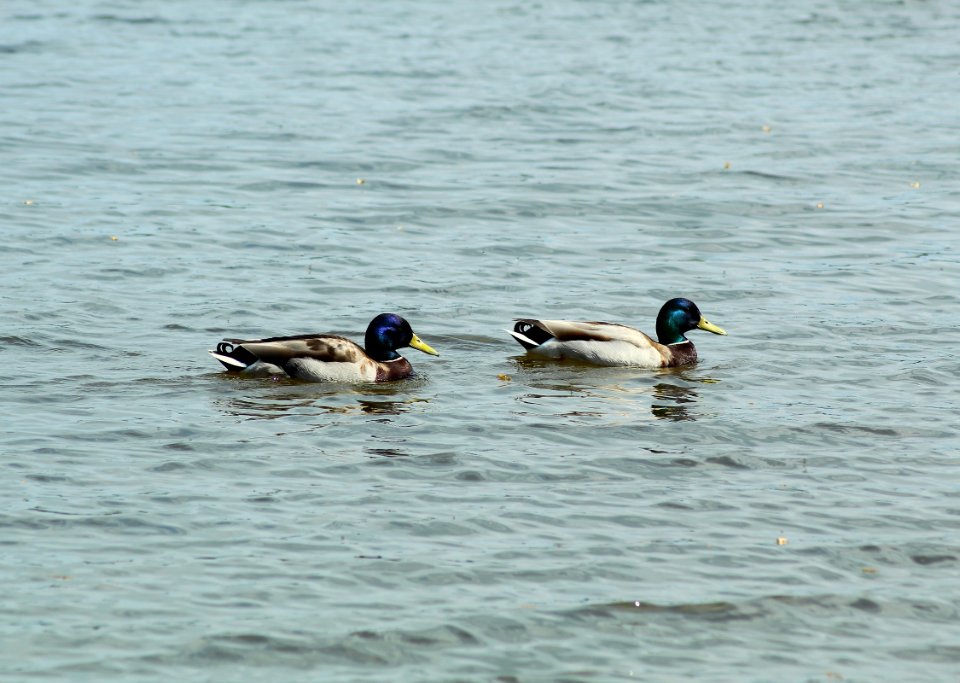 Duck, Bird, Mallard, Water Bird