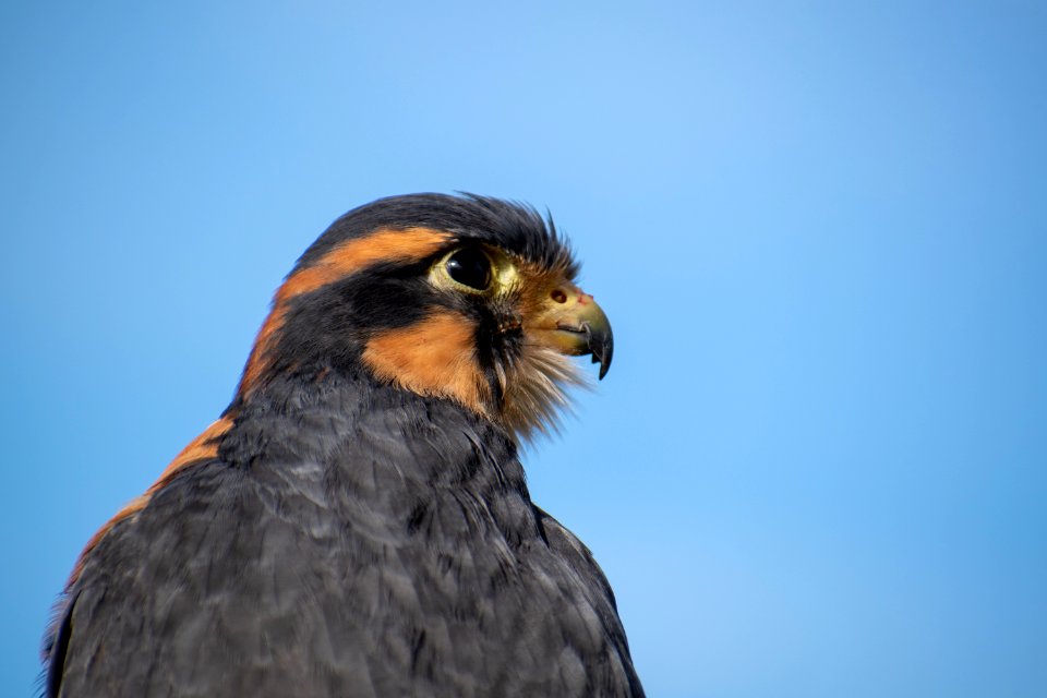 Beak, Bird, Falcon, Fauna photo