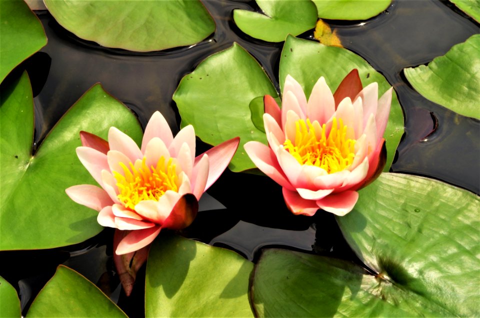 Flower, Plant, Sacred Lotus, Flora