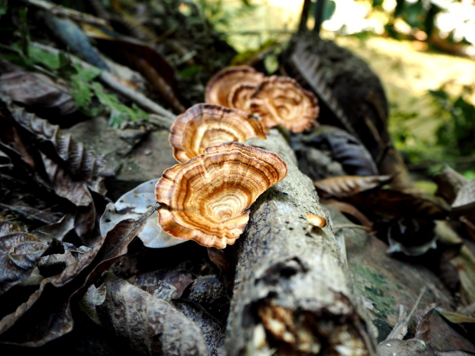 Fungus, Edible Mushroom, Mushroom, Agaricomycetes