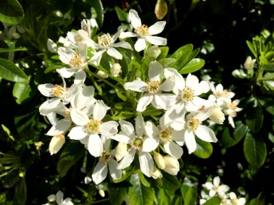 Plant, Flower, Flowering Plant, Subshrub