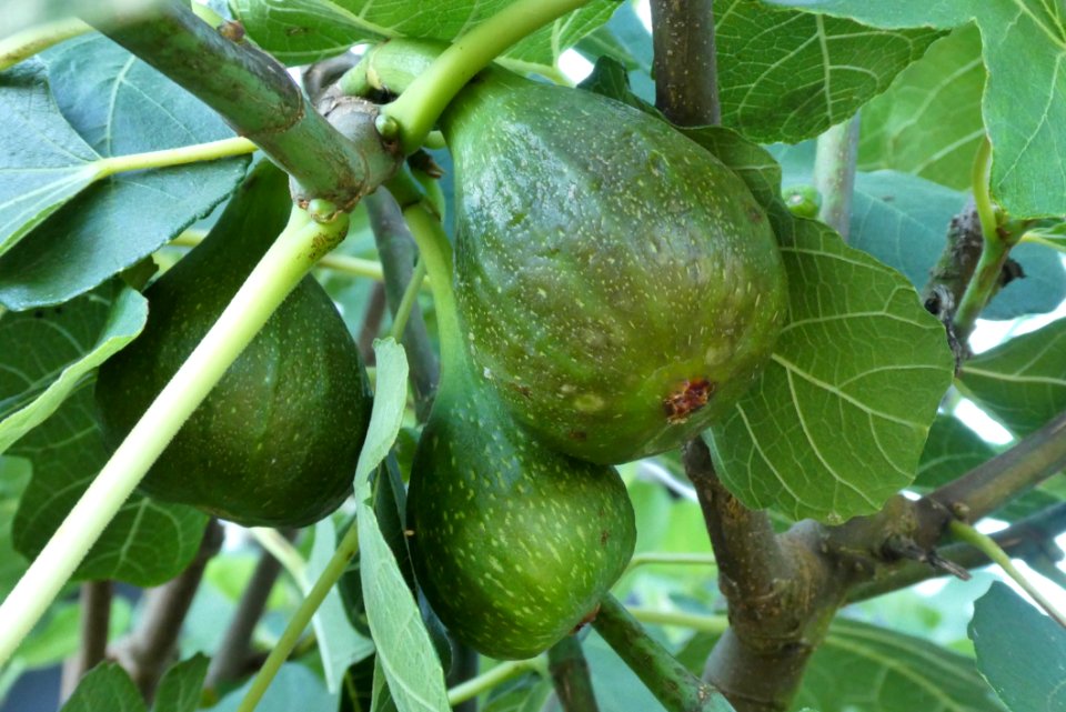 Fruit Tree, Fruit, Common Fig, Plant