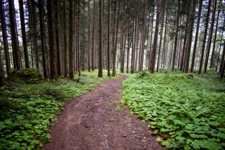 Woodland, Path, Ecosystem, Vegetation