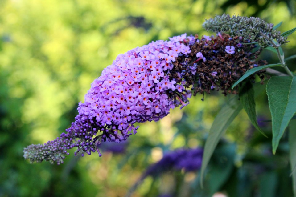 Lilac, Purple, Flora, Plant