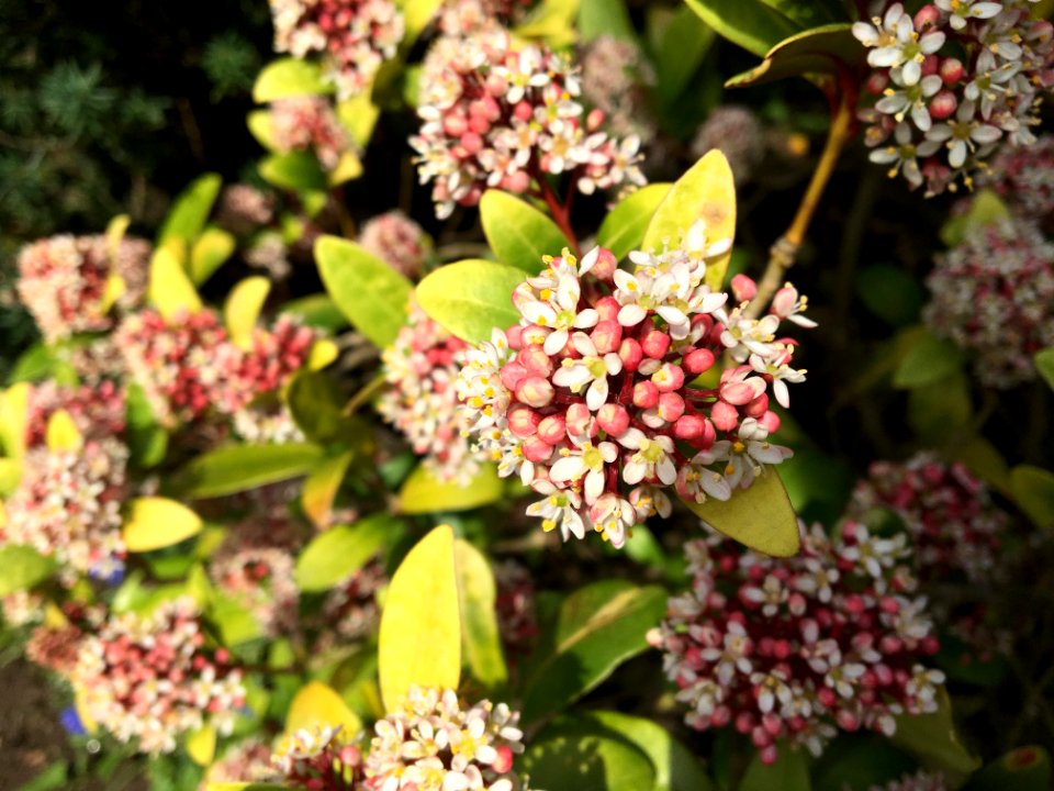 Plant, Flower, Flora, Shrub