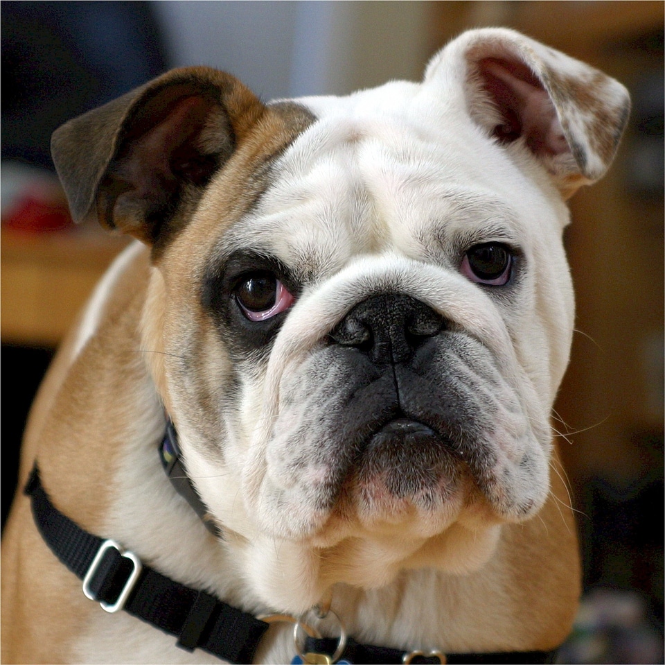 Dog adorable portrait