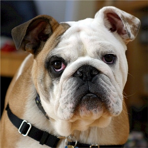 Dog adorable portrait