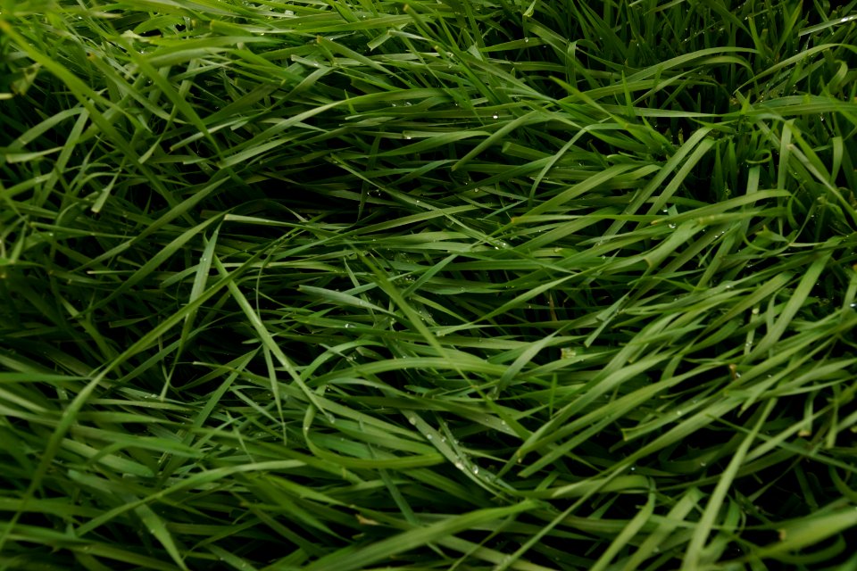 Grass, Grass Family, Plant, Sweet Grass