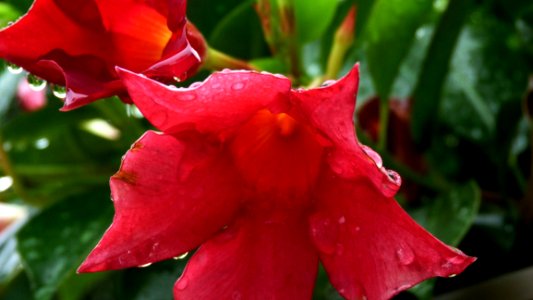 Flower, Flora, Plant, Petal