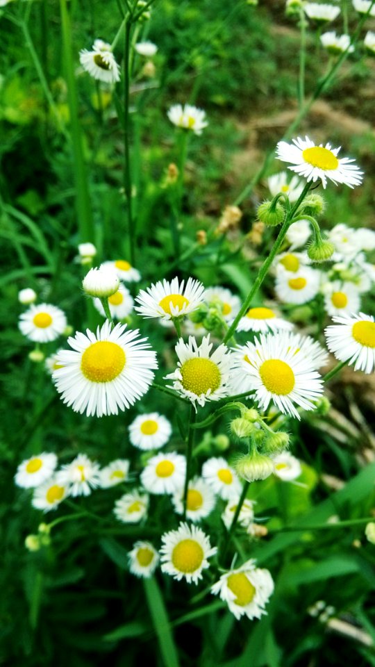 Flower, Chamaemelum Nobile, Tanacetum Parthenium, Plant