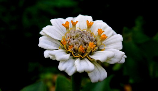 Flower, Flora, Petal, Wildflower