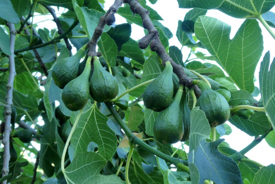 Fruit Tree, Plant, Fruit, Leaf