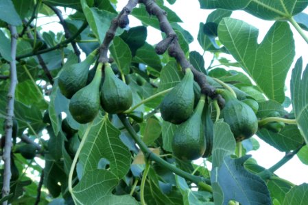 Fruit Tree, Plant, Fruit, Leaf