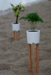 Flowerpot, Vase, Tree, Plant photo