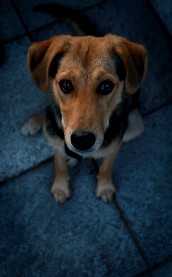 Dog, Dog Breed, Dog Like Mammal, Dog Breed Group