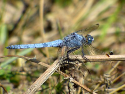 Dragonfly, Insect, Dragonflies And Damseflies, Invertebrate