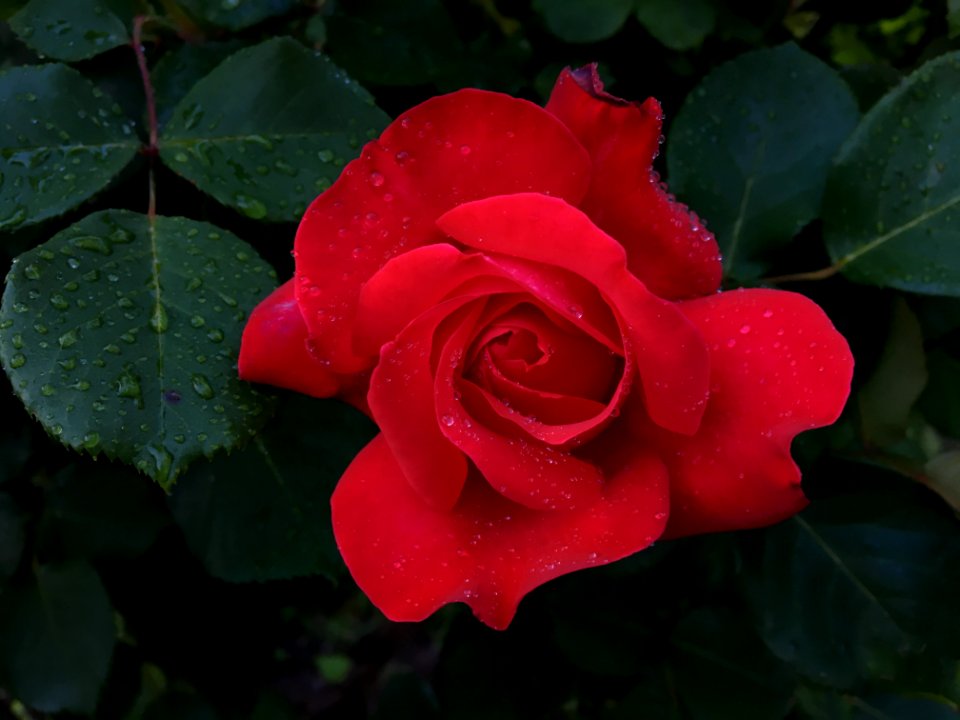 Rose, Flower, Red, Rose Family