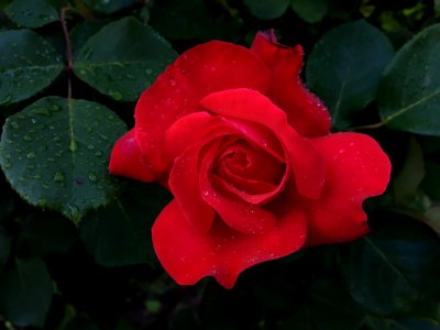 Rose, Flower, Red, Rose Family