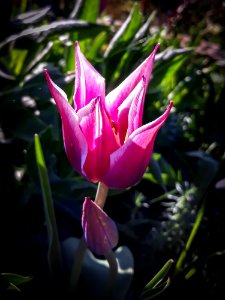 Flower, Plant, Flora, Tulip
